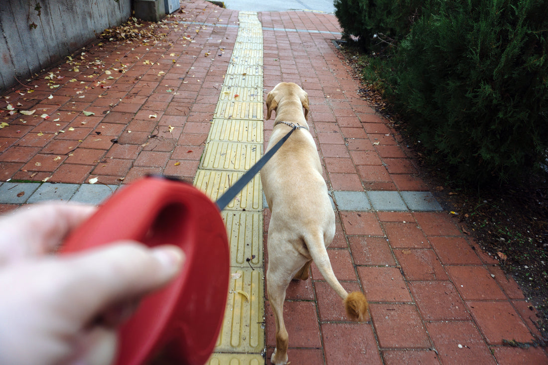 What We’re Learning About Dog Behavior & Training for 2026